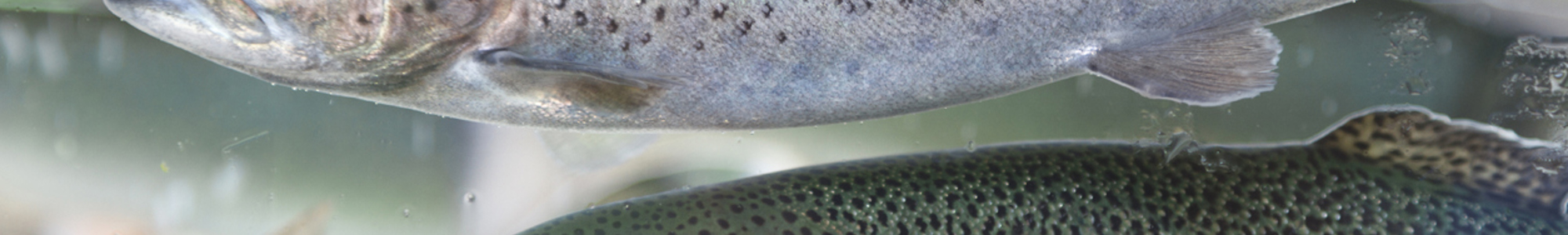 Salmonbehindglass